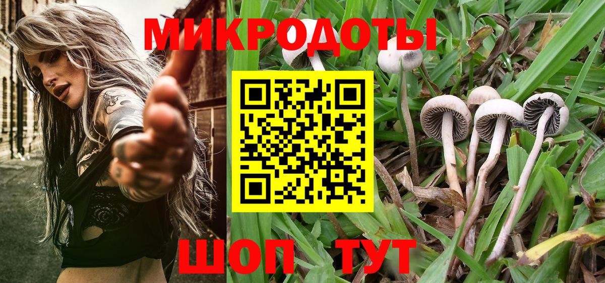 Псилоцибиновые грибы Psilocybe  закладки  Кимры 